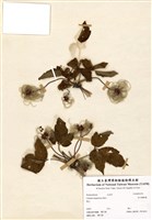 藏品(高山鐵線蓮)的圖片